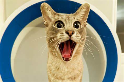 Los ganadores de los Comedy Pet Photo Awards 2023