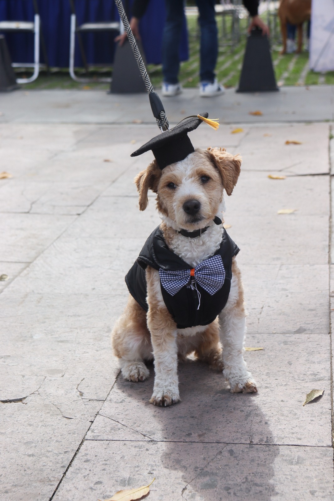 Paola Angon entrega reconocimientos a graduados del curso “Entrenando a tu Lomito” 