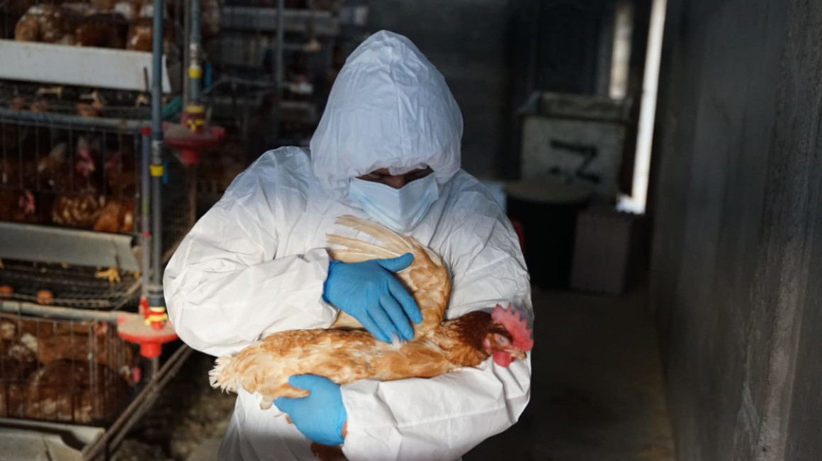 OPS confirma primer caso humano de influenza aviar A H5N1 en América Latina