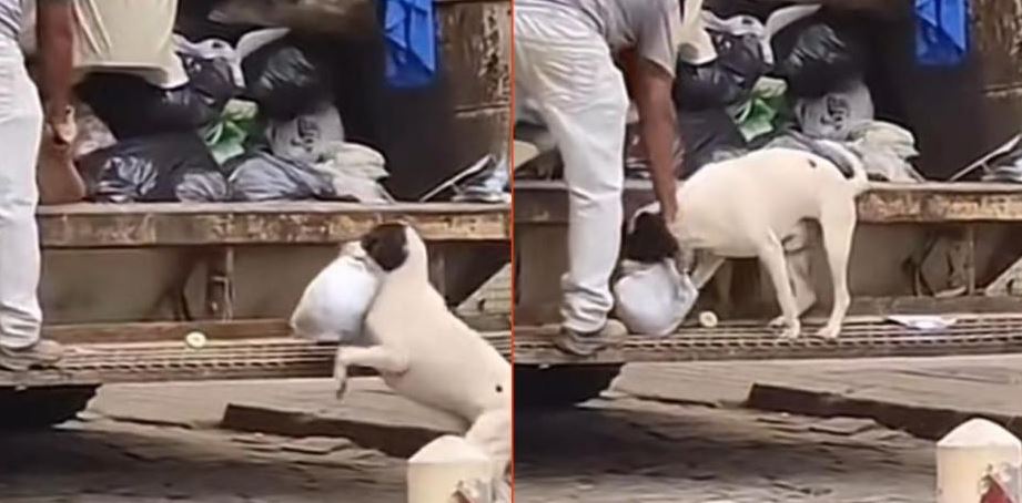 Perrito ayuda a recolectar la basura y la lleva al camión y se hace viral (Vídeo)