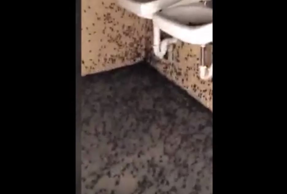 Jóvenes realizaron una broma encerrando a su amigo en un baño infestado de cucarachas y se hacen virales (Vídeo)