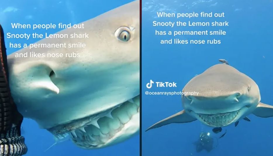 Buzo capta a extraño tiburón sonriente acercándose; terrorífico vídeo se hace viral (Vídeo)