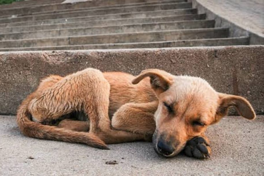 Abandono de perros en calles sanandreseñas aumenta jaurías