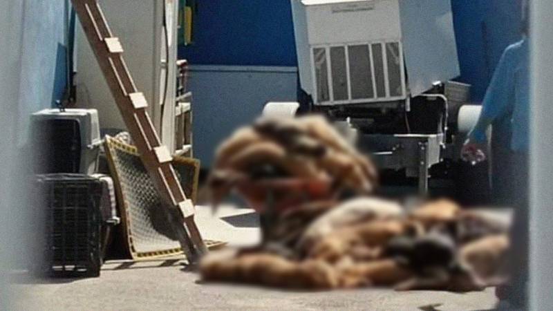 Fundación acusa a centro de animales de asesinar a ‘lomitos’ en Querétaro