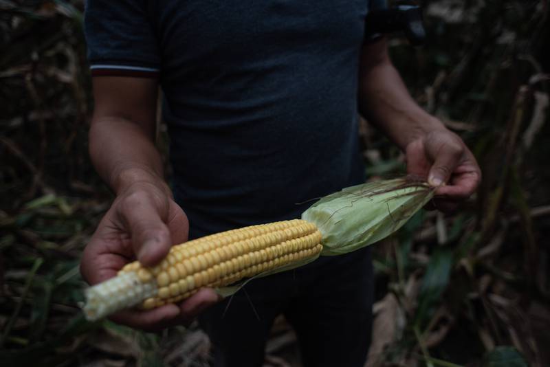 Gobierno de México lanza decreto contra glifosato y maíz genéticamente modificado