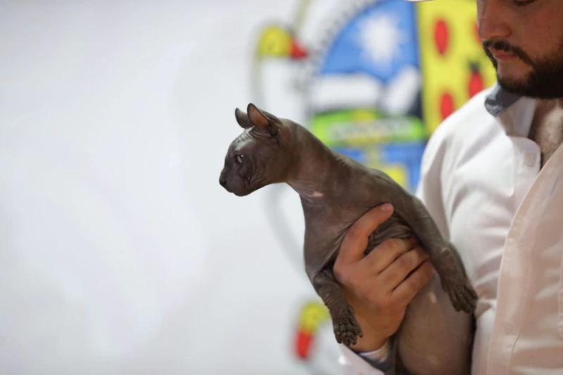 ¿Recuerdas al gato tatuado de ‘Los Mexicles’? Lanzan convocatoria para adoptarlo