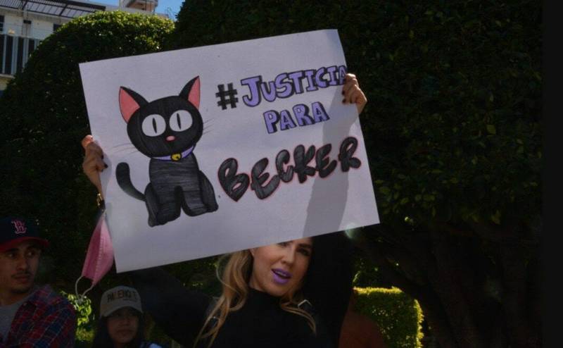 Justicia para Becker: Guanajuato dicta primera sentencia por maltrato animal contra un gato