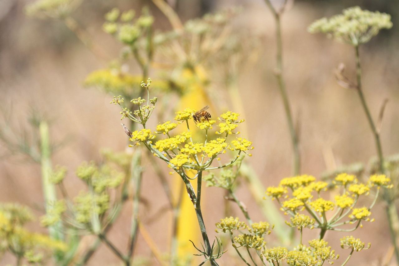 Paola Angon presenta proyecto pionero de corredor de franjas polinizadoras para cultivos