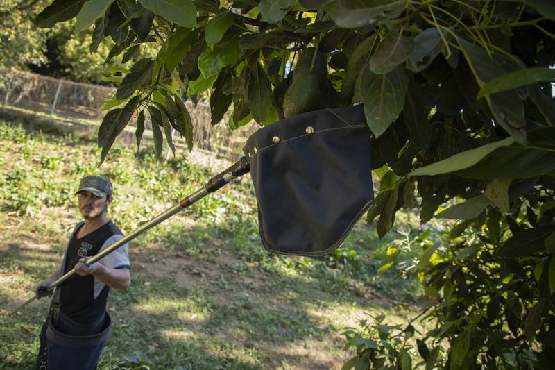  Desde el narco hasta robos: Los peligros que enfrenta el aguacate rumbo al Super Bowl
