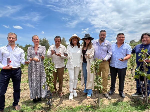 Inicia vendimia de uva en tierras calpenses