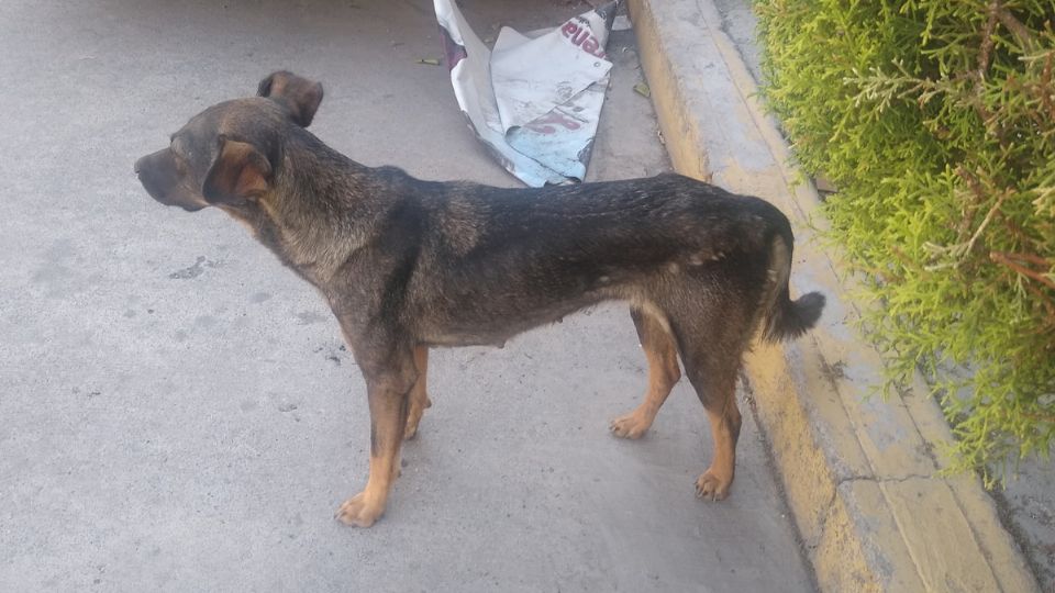 Terrible caso de una perrita que fue abusada sexualmente, los presuntos dueños negaron que fuera suya (Vídeo)