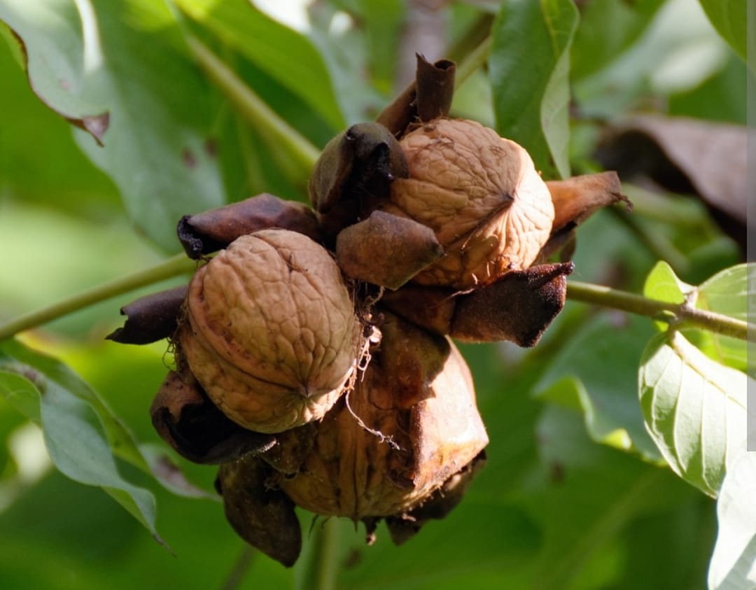 A tres meses de apertura la primera “Escuela del Nogal” cuenta ya con 50 alumnos