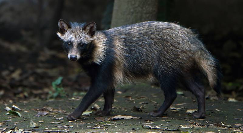 Perro mapache, posible origen del COVID-19, dice un nuevo análisis