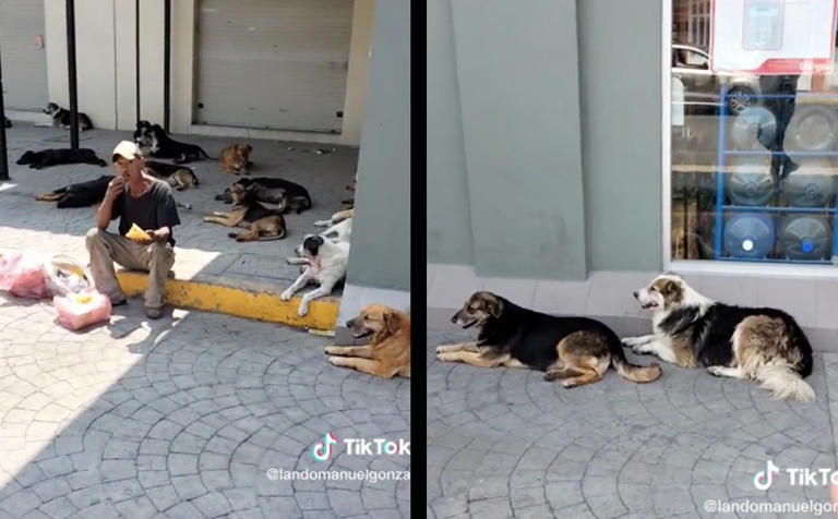 Hombre en situación de calle sorprende al cuidar y alimentar a 60 perritos que lo siguen