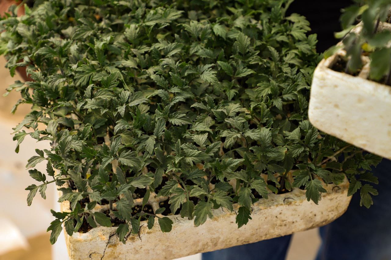 Rehabilita Ayuntamiento sanandreseño invernadero del Bachillerato General Tehuiloyocan