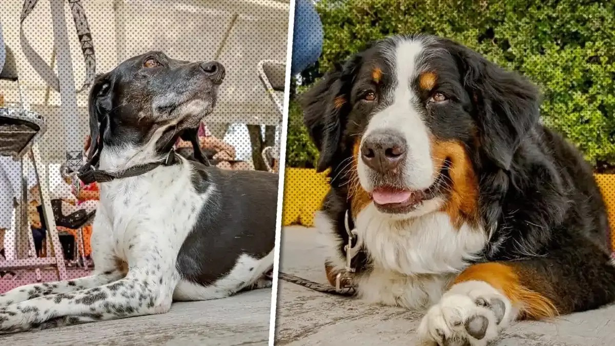 Laika y Klein, las perritas que brindan apoyo emocional y consuelo en Puebla