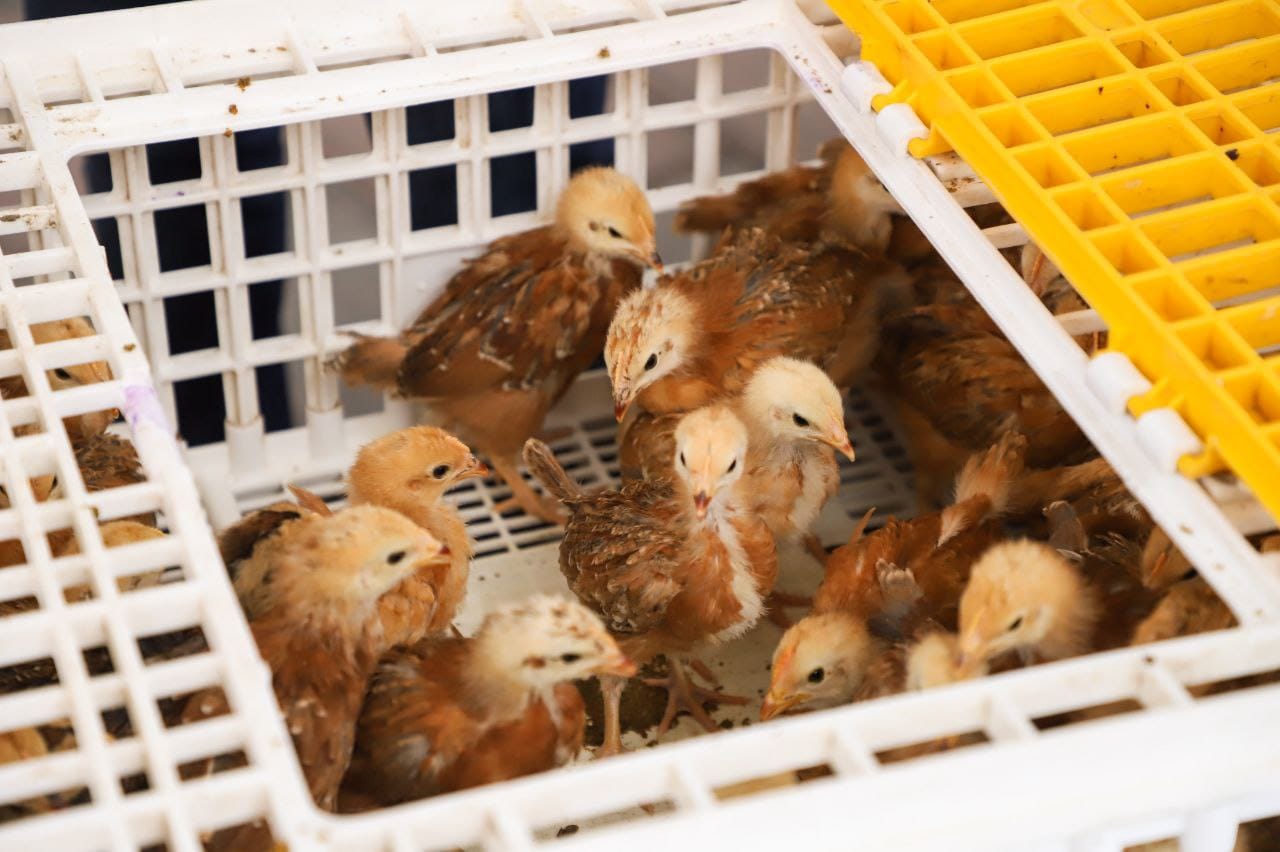 Entrega ayuntamiento de San Andrés Cholula paquetes de aves de traspatio