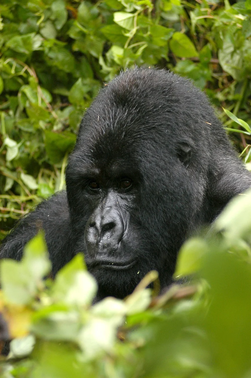 La Unesco celebra el éxito de Ruanda en la protección de los gorilas de montaña