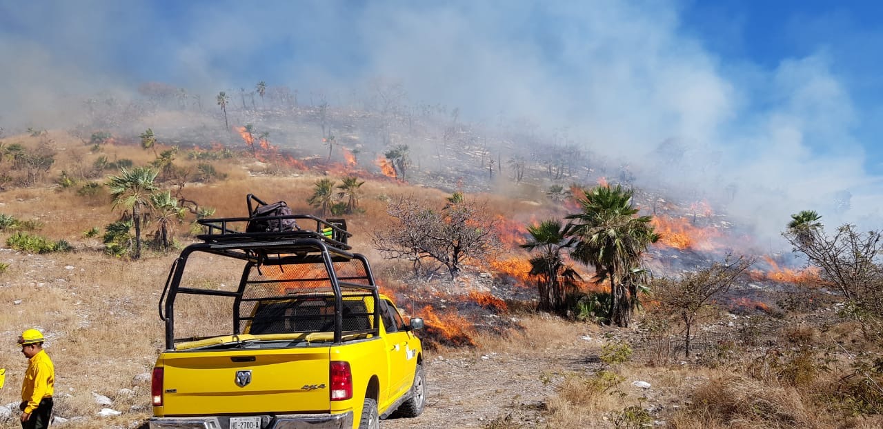 CONAFOR prepara terrenos para evitar incendios 