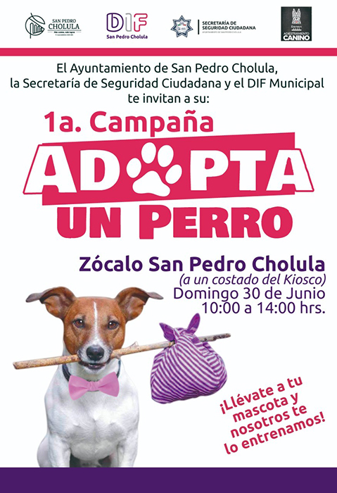 ofrecerán en adopción canes callejeros y su entrenamiento2