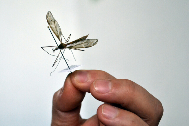 BUAP identifica especies de insectos que no estaban registradas en Puebla 