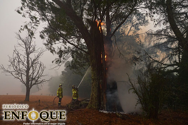 Miles de koalas terminaron severamente lastimados durante incendios en la isla canguro  Alias 