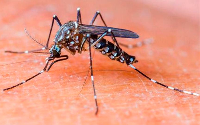 Puebla registra 217 casos de dengue; no hay defunciones en el estado: Secretaría de Salud