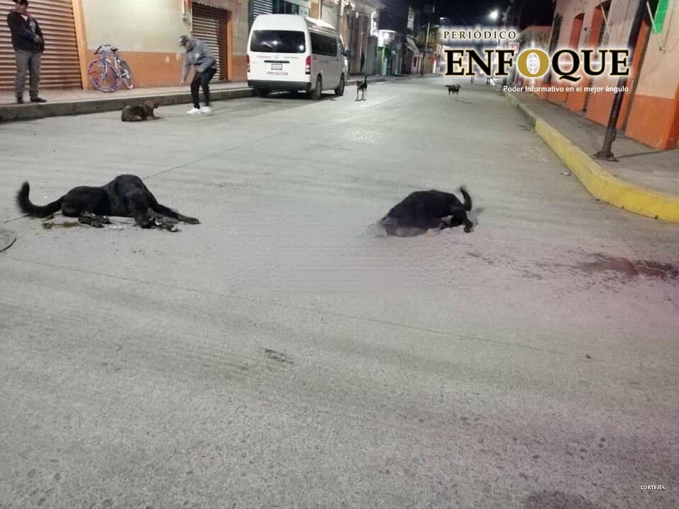 Envenenan a 20 perros en Atempan 