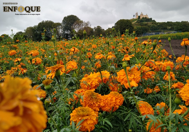 San Pedro Cholula detrás de Atlixco en producción de flor de cempasúchil 
