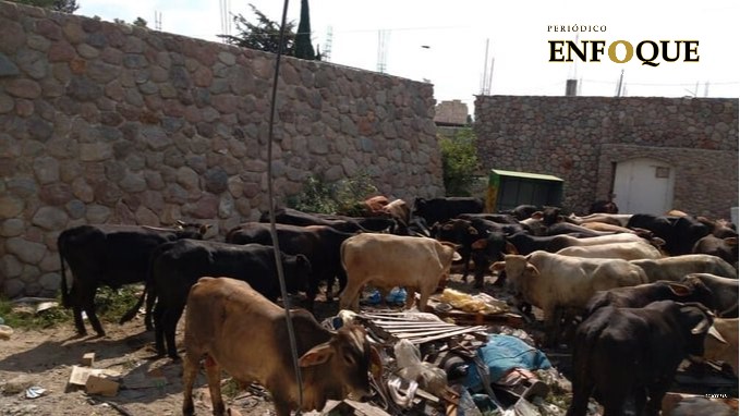 Recuperan ganado y vehículos con reporte de robo en Tecamachalco