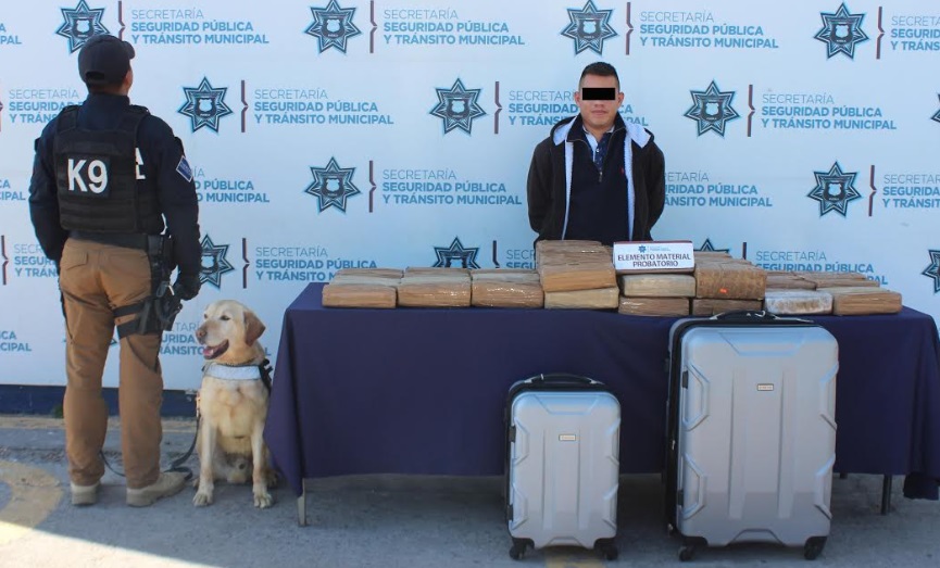 Aseguró SSC de Puebla cerca de 60 kilogramos de posible marihuana
