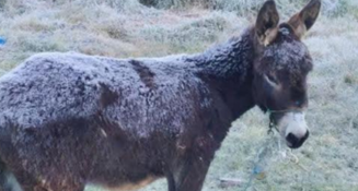 Heladas afectan cultivos y animales en Santa Catarina Otzolotepec, Puebla