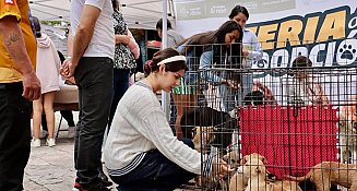 Atlixco impulsa el bienestar animal con más de 200 adopciones