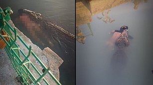 (VIDEO) Hombre se mete a "nadar" a Laguna del Carpintero en Tampico y muere al ser atacado por un cocodrilo