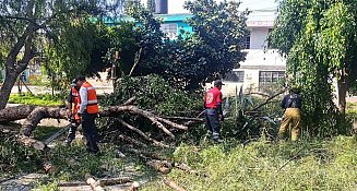 Atienden riesgos por poste y árbol caído en distintos puntos de San Pedro Cholula
