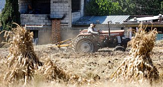 Agricultores de Panotla adelantan la siembra de maíz para mejores cosechas