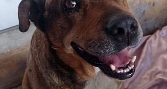 Centro de Bienestar Animal atiende a lomito agredido con arma punzocortante 