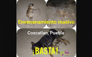 Envenenamiento masivo de perros en Coxcatlán