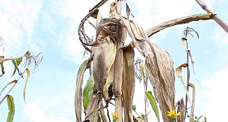 Inicia el ciclo agrícola primavera-verano 2025 en Tlaxcala: Clave para la producción