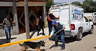 Persiste omisión gubernamental en cumplimiento a Ley de Bienestar Animal: OCPA 