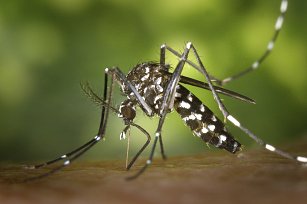 Dengue en Puebla: Reportan nuevo contagio y atención a pacientes