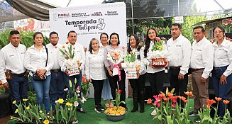 Atlixco inicia la temporada del Tulipán Holandés con 150 mil macetas