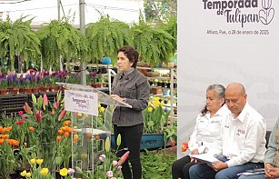 ¡Visita Atlixco y apoya a productores locales comprando tulipanes!