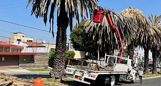 Realizan intervención de palmeras en La Paz y Avenida Juárez