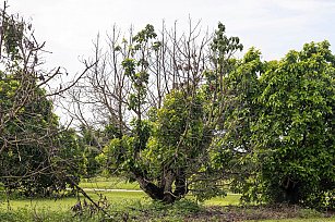 Florida lidera lucha contra enfermedad letal que amenaza los aguacates