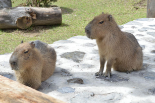 ¡Celebra el Día Mundial de los Animales en el Zoológico del Altiplano!