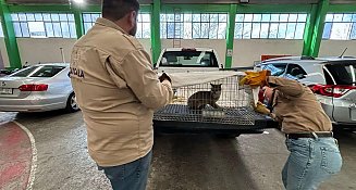 Rescatan ejemplar de zorro gris en Amaxac, quedará a resguardo del Zoológico del Altiplano 