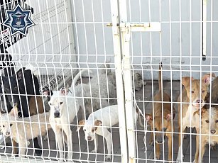 Rescatan a 10 perros en situación de abandono en Coronango