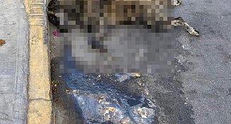 Asesinato múltiple de perros en Huamantla confronta a las autoridades