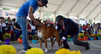 La Exposición Canina 2024 en Tlaxcala destaca la diversidad y adopción